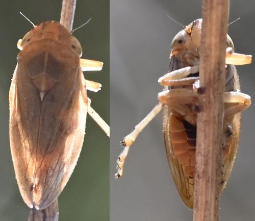 Philaenus spumarius